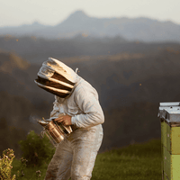 Egmont Honey 的純淨與永續 - 紐西蘭養蜂人